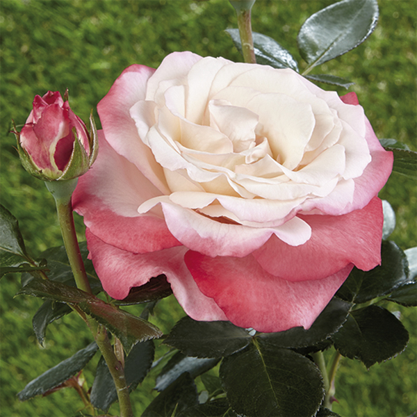 Rosiers pour massifs