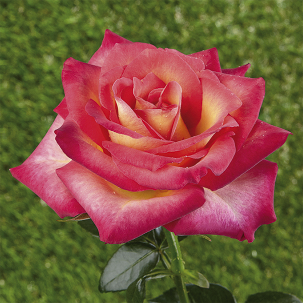 Rosier miniature – nain